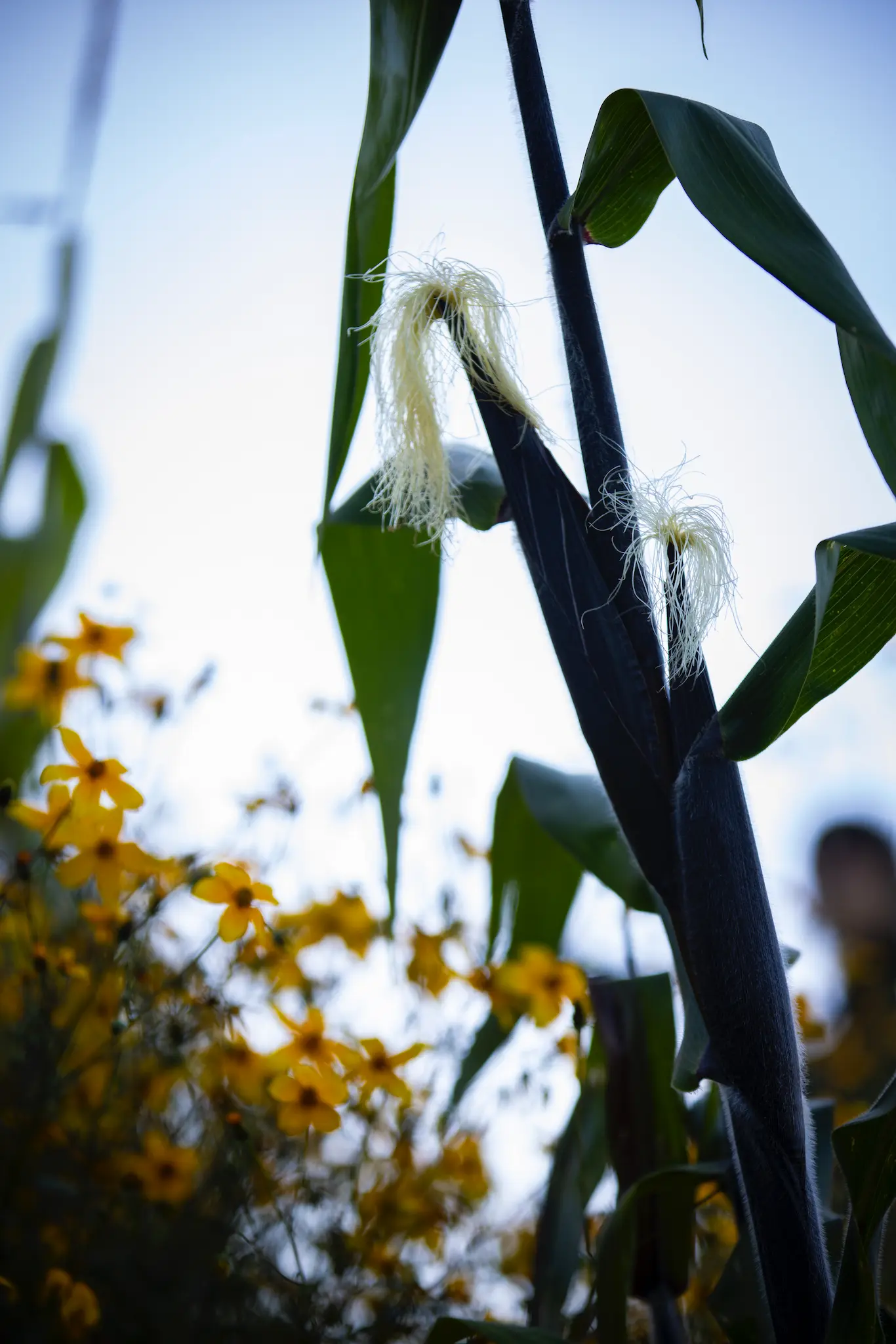 F12_FONDOPAZ_1025_CAMARONI_12